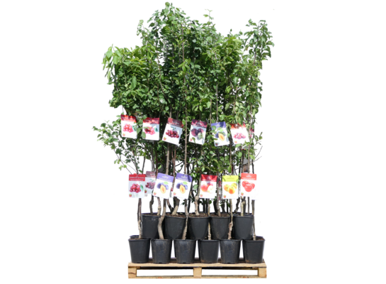 Drzewko owocowe czereśnia 160 - 170 cm 6 l