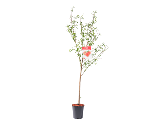 Drzewko owocowe brzoskwinia wys. 160-170 cm 6 l