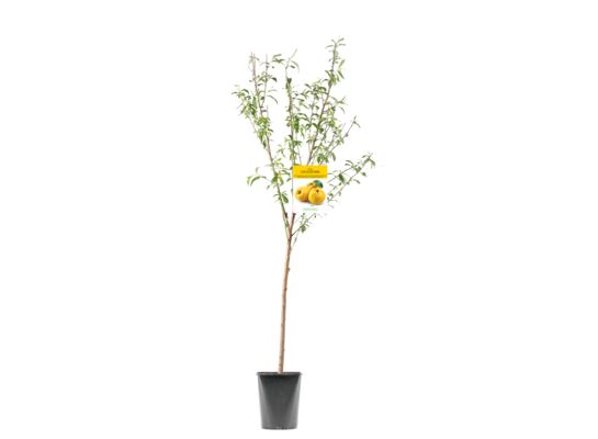 Drzewko owocowe pigwa wys. 120-170 cm don. 6 l
