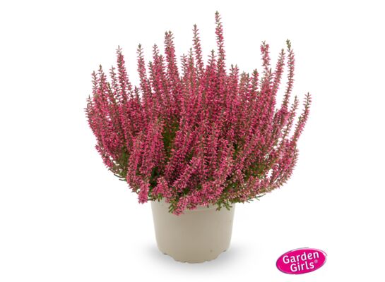 Wrzos pączkowy don. 11 cm