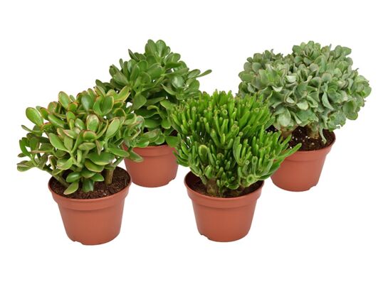 Grubosz don. 15 cm mix