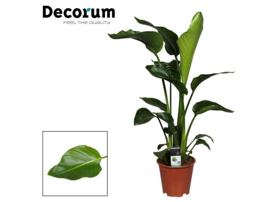 Strelicja Nicolai 3 łodygi wys. 80 cm don. 19 cm