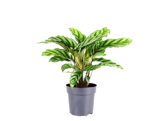 Kalatea 'Freddy' wys. 30 cm don. 11 cm