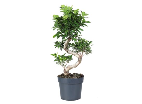 Drzewko bonsai wys. 80 cm don. 24 cm