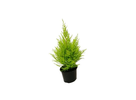 Cyprys Cupressus Piramides don.12 cm wys.45 cm