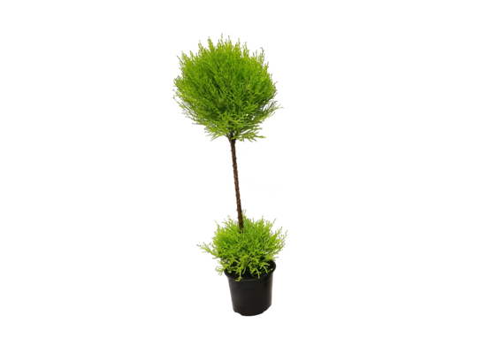 Cyprys Goldcrest dwie kule don.14cm wys.75cm