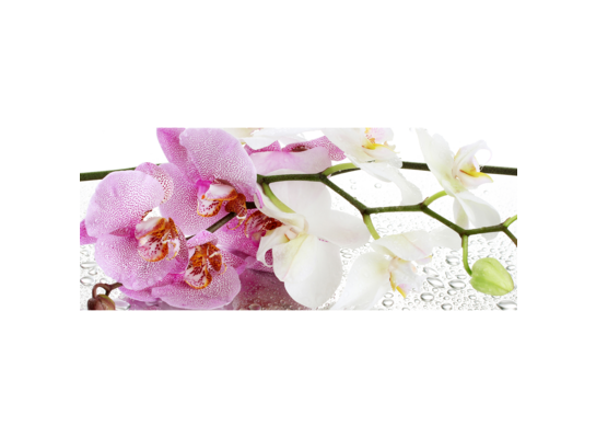 Obraz 120 x 50 cm Storczyk