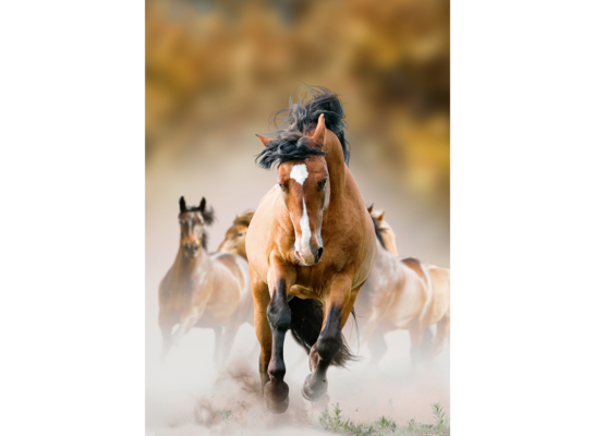 Obraz 100 x 70 cm Koń