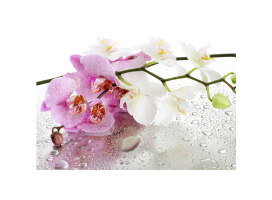 Obraz 100 x 70 cm Storczyk