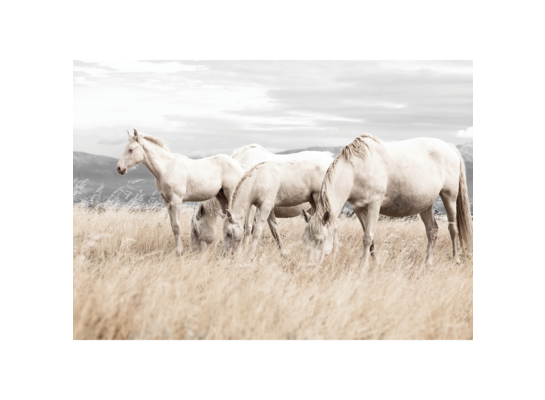 Plakat 21 x 30 cm Białe Konie