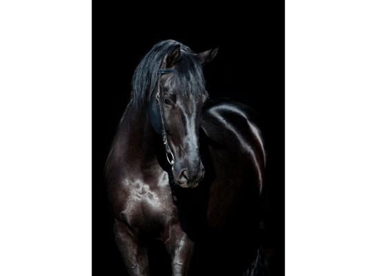 Obraz 100 x 70 cm Koń Czarny