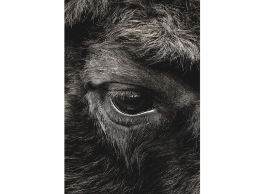 Plakat 21 x 30 cm Bizon