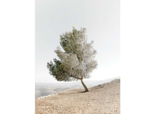 Plakat 30 x 40 cm Drzewo Oliwne