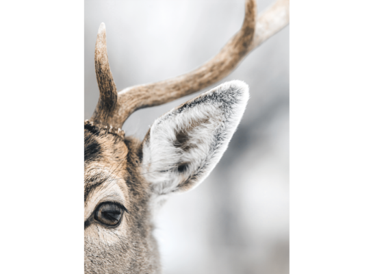 Plakat 30 x 40 cm Jeleń