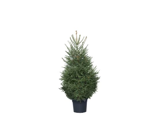 Świerk pospolity 130 - 150 cm 18-20 l