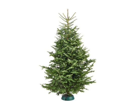 Jodła Frassera cięta 175 - 210 cm