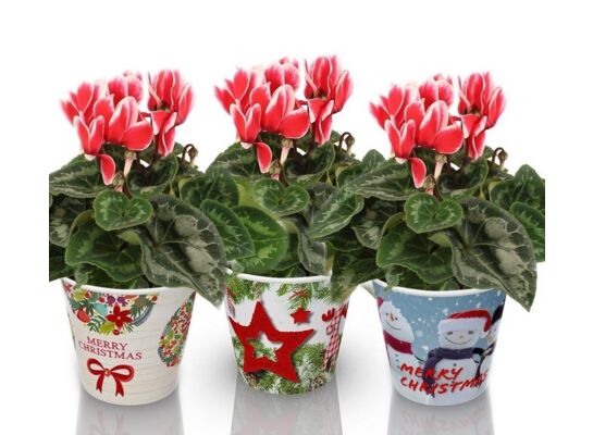 Cyklamen 'Fantasia Artic Red' wys. 23 cm don.12 cm
