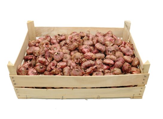 Mieczyk Rose Supreme 14+ 40-100 cm różowy