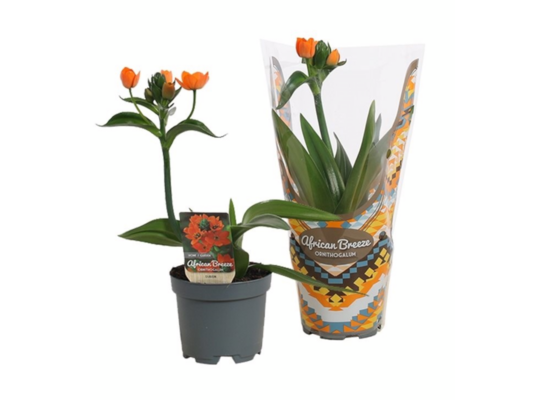 Ornithogalum Dubium 1 pęd 10,5 cm