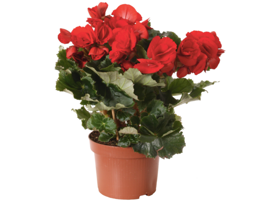 Begonia Elatior wys. 15 cm don. 10 cm