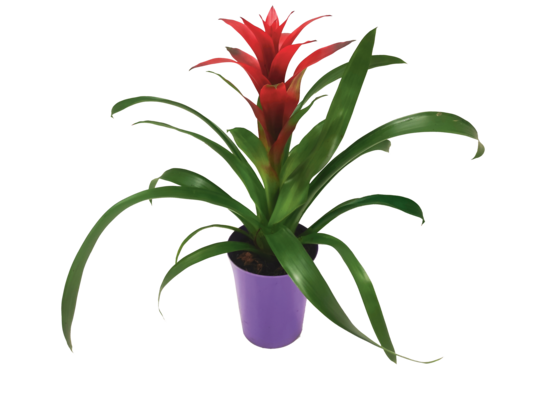 Guzmania extra don. 10 cm osłonka PCV