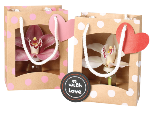 Orchidea w torebce don. 7,5 cm mix