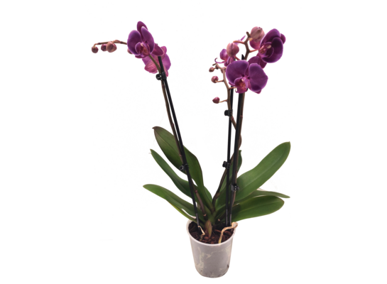 Storczyk 2-pędowy wys. 60 cm don. 12 cm