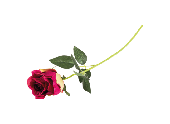 Róża pojedyncza 53 cm mix kolorów