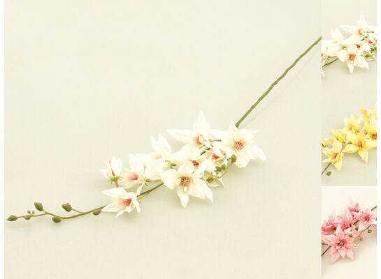 Klematis gałązka mix kolorów 70 cm