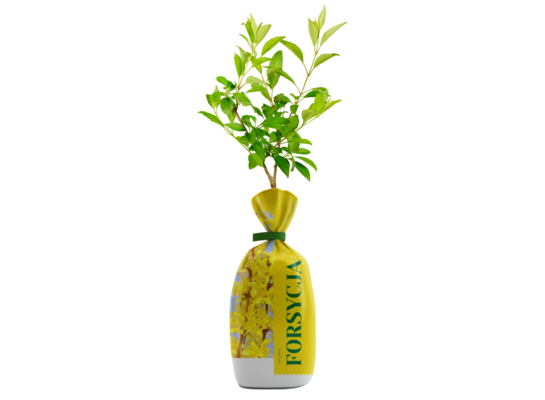 Forsycja w balocie wys. 35 cm