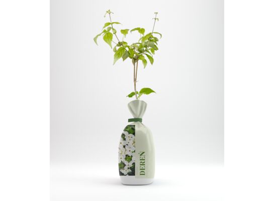 Dereń biały w balocie wys. 35 cm