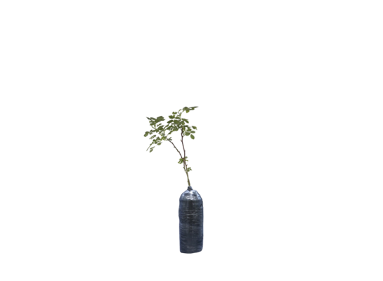 Róża dzika balot wys. 35 cm