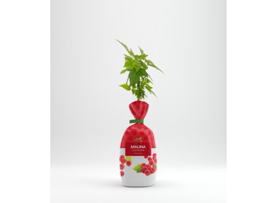 Malina czerwona w balocie wys. 35 cm