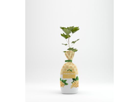 Porzeczka biała w balocie wys. 35 cm