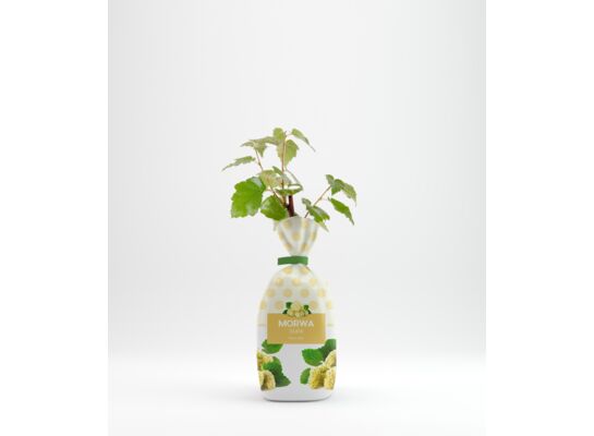 Morwa biała w balocie wys. 35 cm