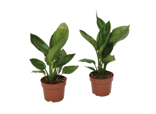 Strelizia Reginae wys. 35 cm don. 12 cm