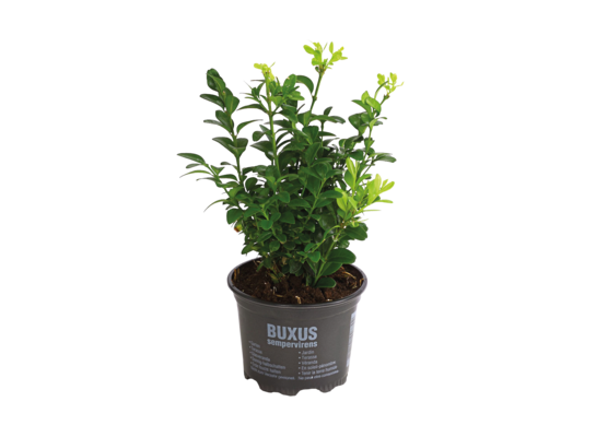 Bukszpan wys. 10 cm don. 9 cm