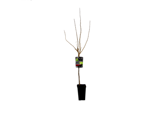 Porzeczka biała na pniu wys. 110-120 cm 2 l Gartenland