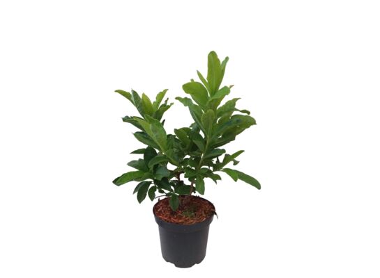 Azalia wielkokwiatowa mix wys. 20-40 cm don. 2 l