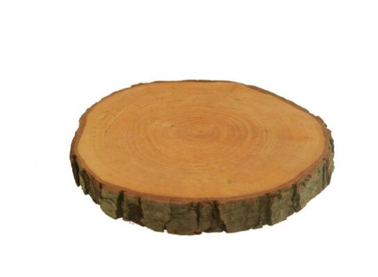 Plaster z drzewa liściastego 25 cm