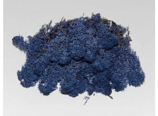 Chrobotek mech reniferowy morski