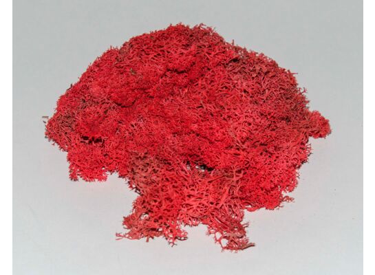 Chrobotek mech reniferowy czerwony