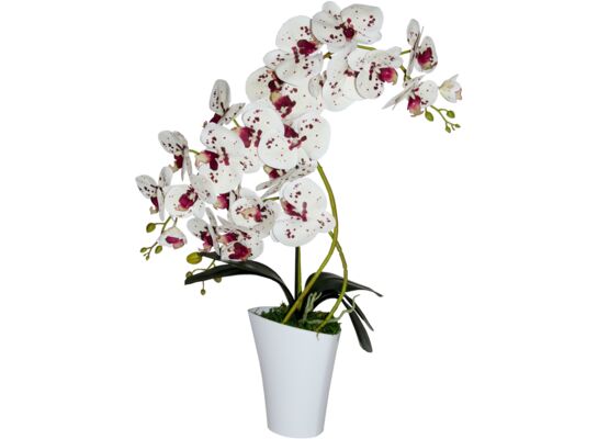 Storczyk 3 pędy Wenus 67 x 52 cm 9055