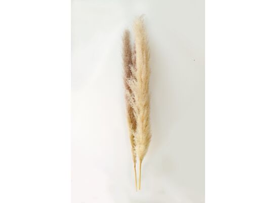 Trawa pampass grass 150 x 7 cm naturalna