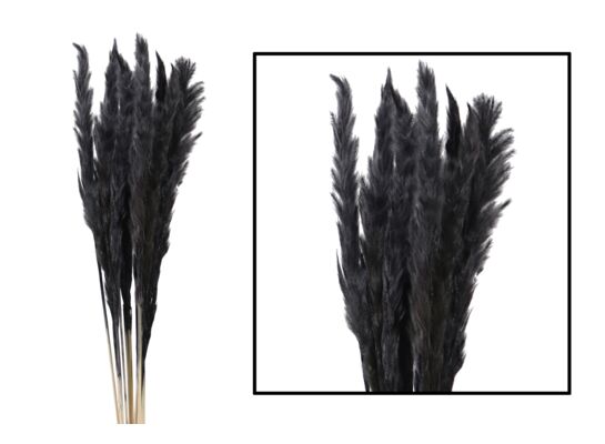 Trawa pampasowa mace czarna