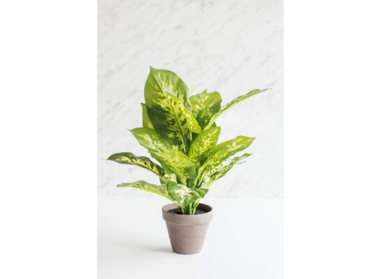 Difenbachia zielona 11,5 x 40 cm 4684
