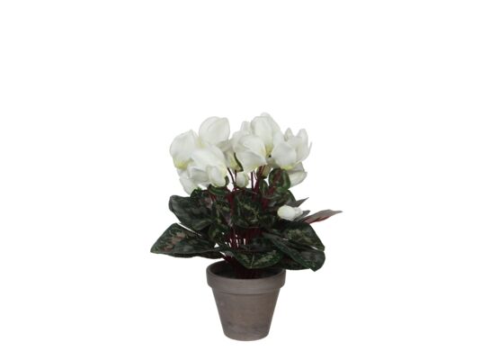 Cylamen biały w szarej doniczce 11,5 x 30 cm 2229