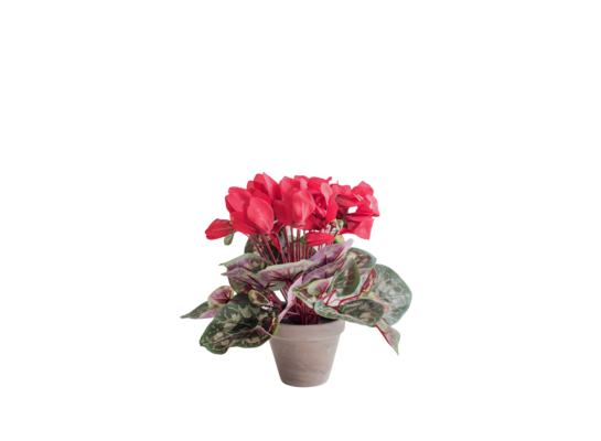 Cyklamen czerowny w szarej doniczce 11,5 x 30 cm 2267