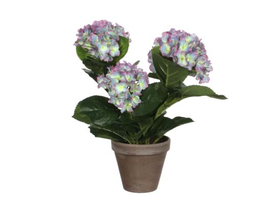 Hortensja fioletowa w szarej doniczce 13,5 x 40 0152