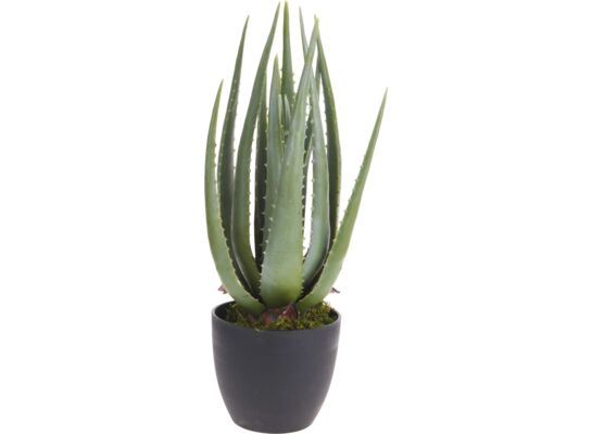 Roślina w doniczce 44 x 25 cm